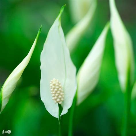 白鶴芋花語